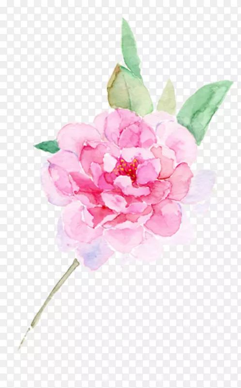红色长寿花图片素材