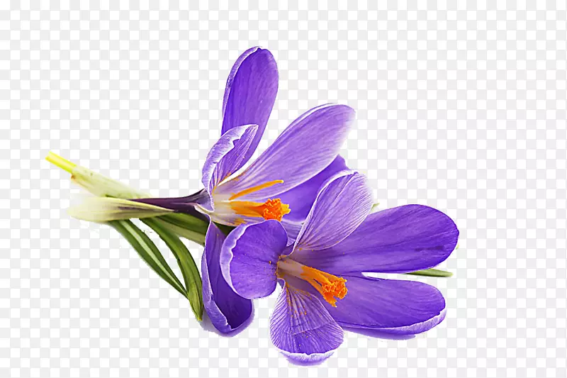 紫罗兰花朵