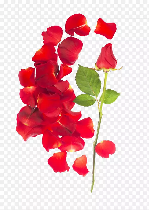 玫瑰花瓣