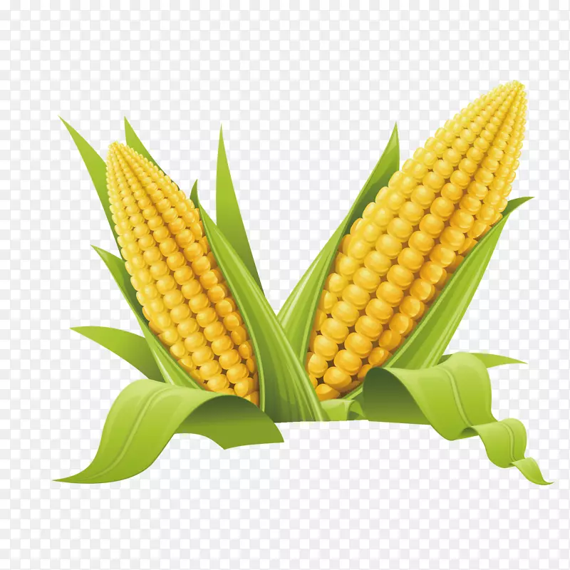 卡通清新玉米农作物