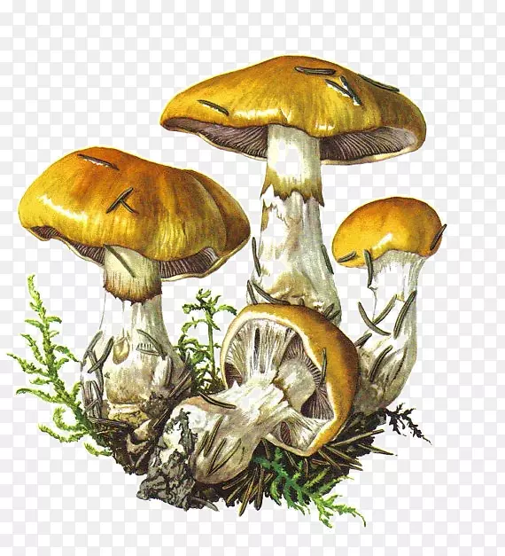 手绘森林蘑菇