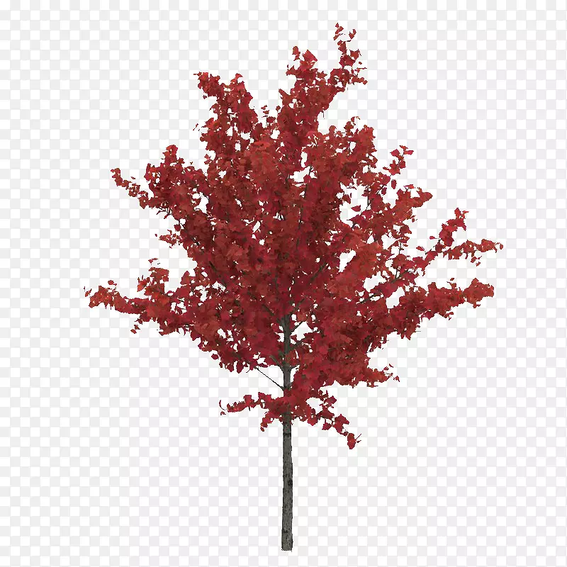 一棵笔直红色叶子树木