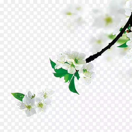 梨花树枝PNG图片素材下载_图片编号yrxrgray-免抠素材网