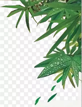 绿色竹叶清新露珠