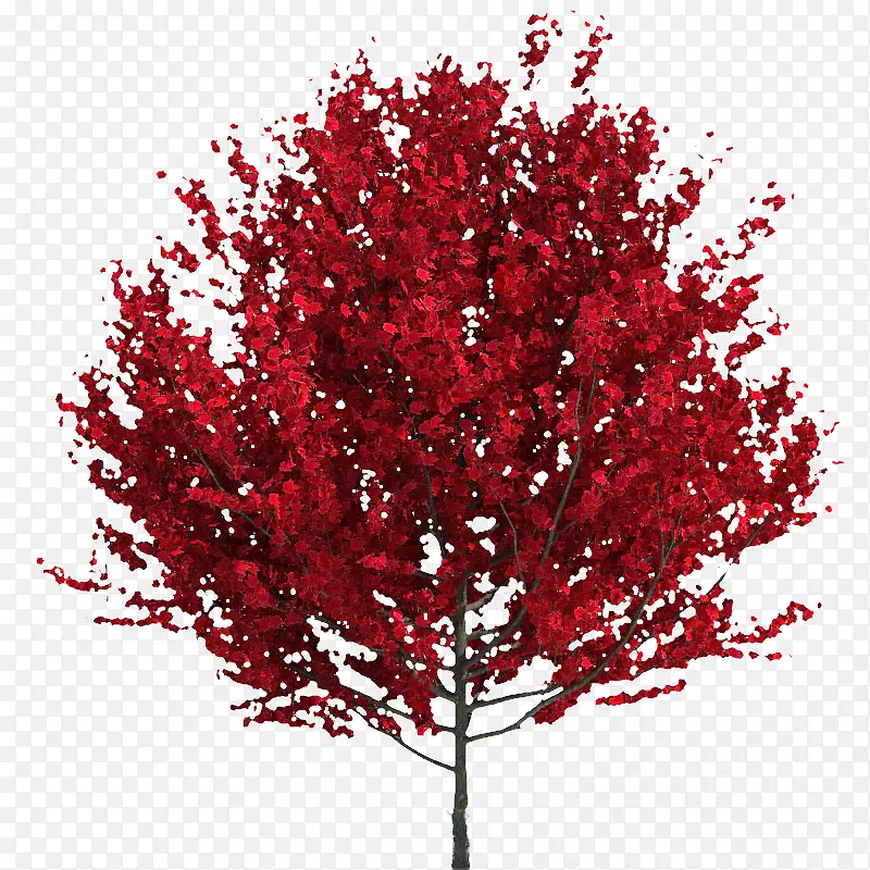 小树红色枫树叶子树木