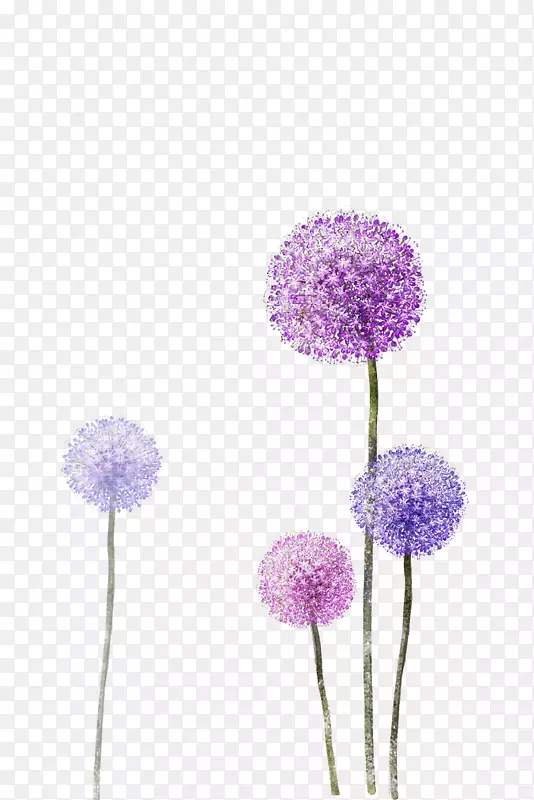紫色蒲公英