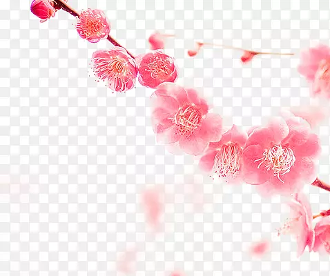 半透明粉色桃花枝干