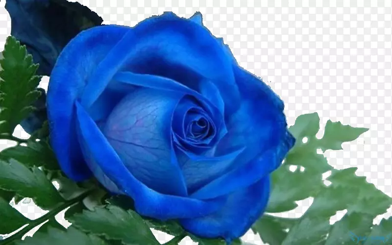 一支蓝色玫瑰
