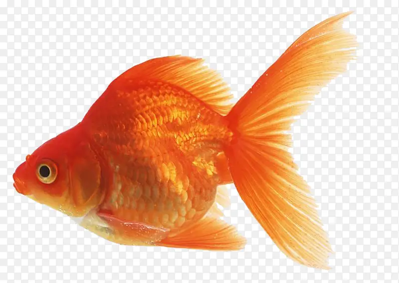 红色小金鱼
