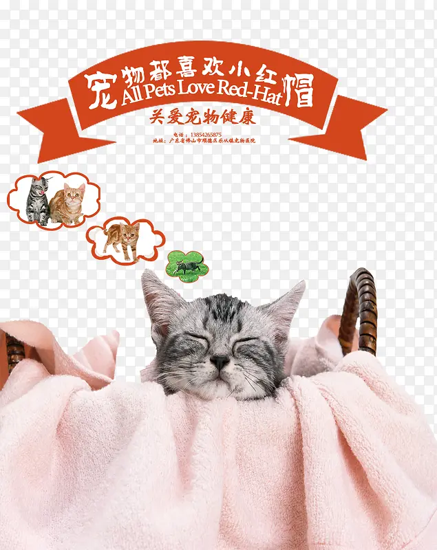 宠物店宣传单猫咪可爱