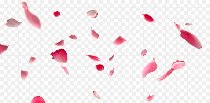 飘落的粉红色花瓣