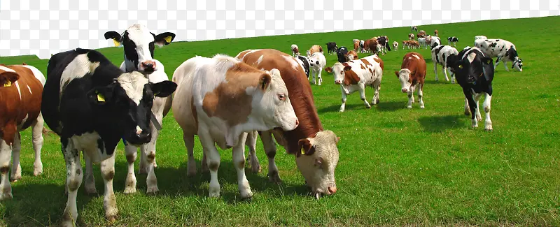 平面牛群吃草牧场矢量图