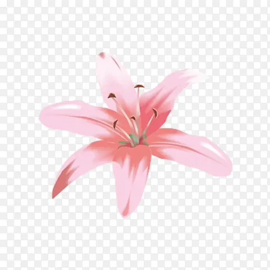 粉色六瓣小花