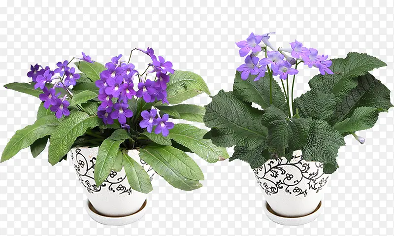 紫色花卉装饰盆栽
