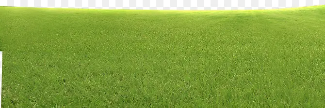一片草地