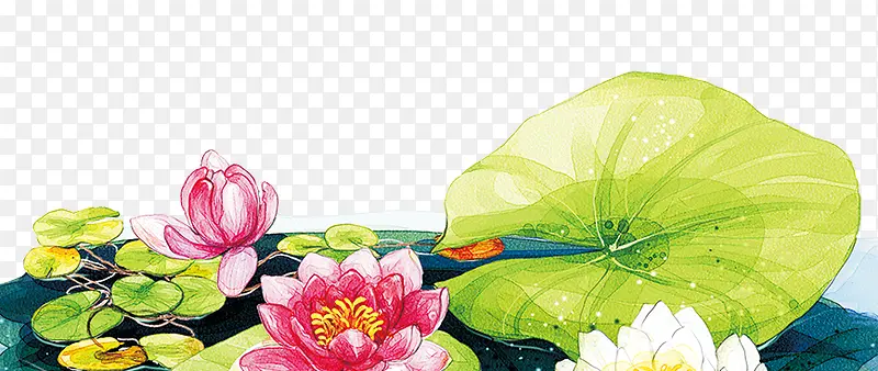 荷花