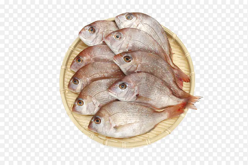日本海鲜鲷鱼