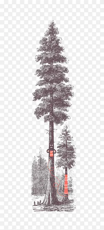 素描冬天的松树