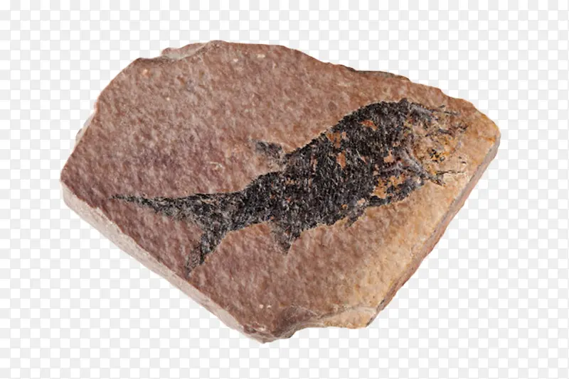 鱼类生物化石实物