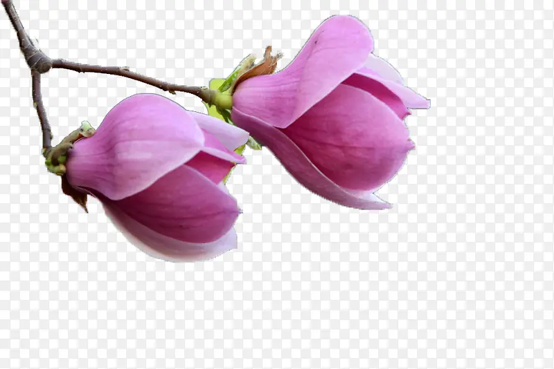 一支玉兰花