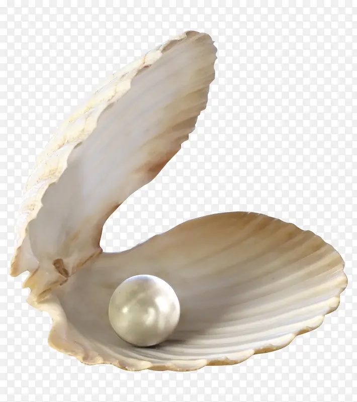 打开的贝壳和珍珠抠图