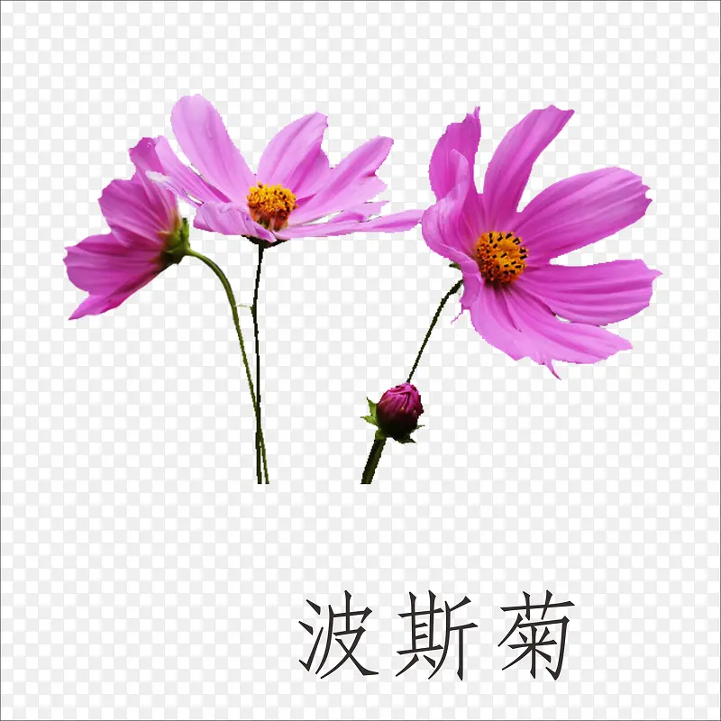 波斯菊