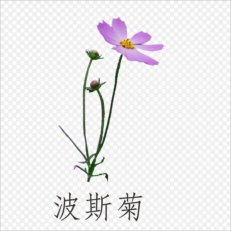 波斯菊