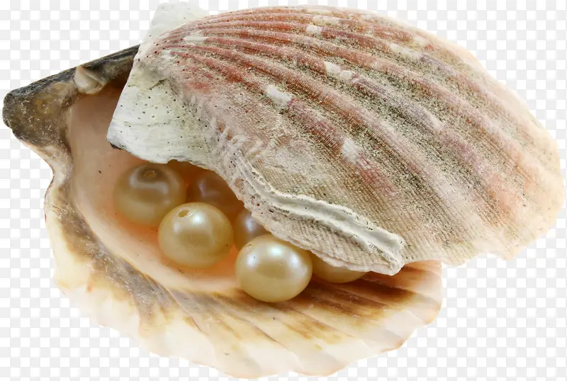 漂亮的贝壳和珍珠抠图