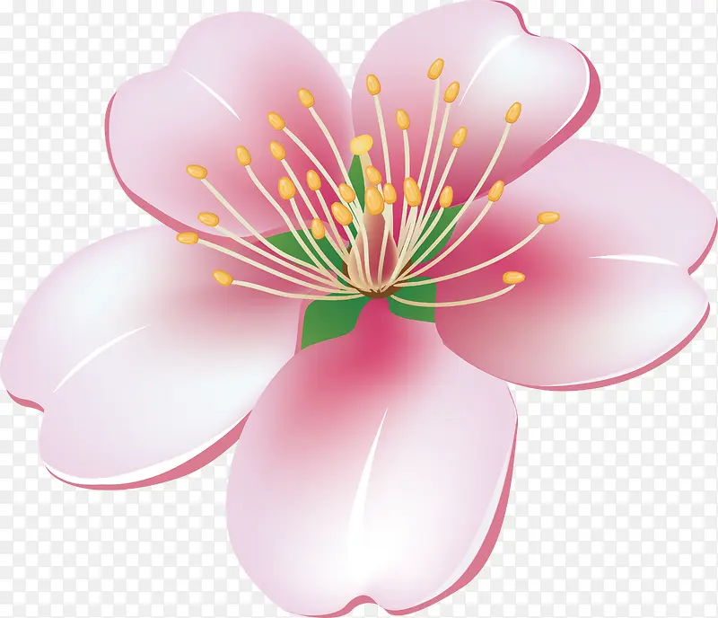 鲜花花蕊PNG下载