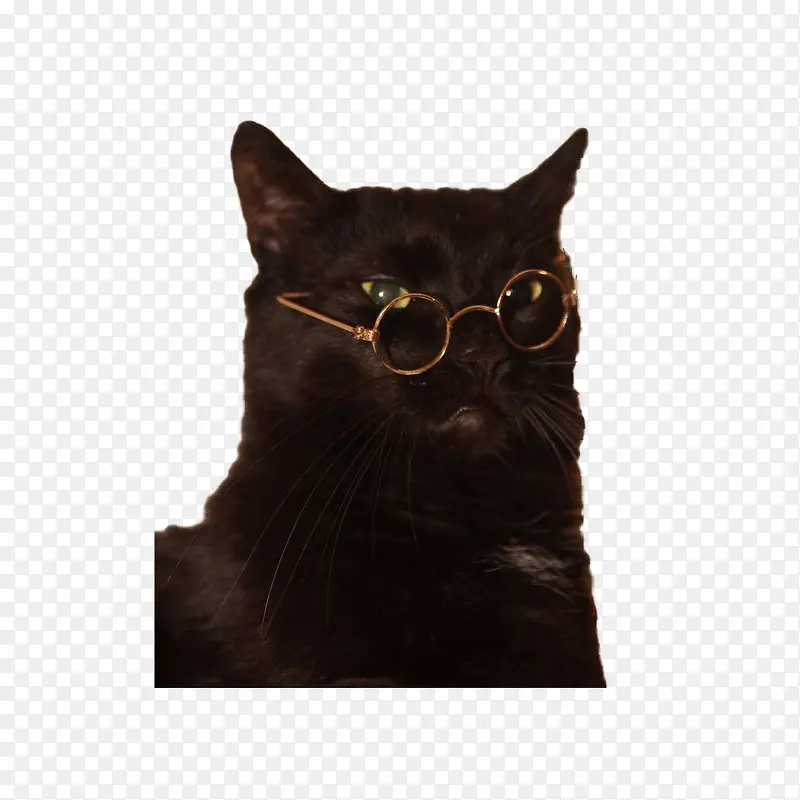 戴眼镜的黑猫