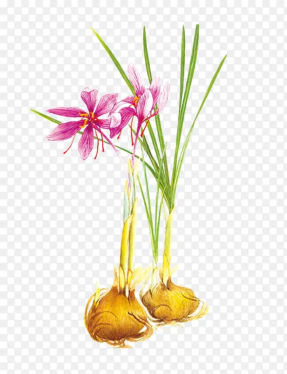 手绘番红花