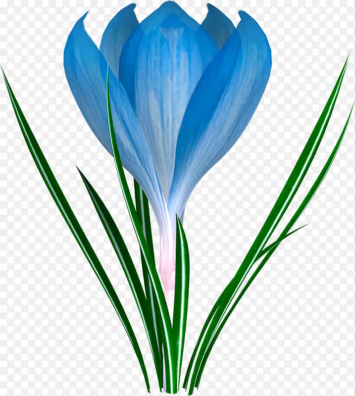 蓝色番红花
