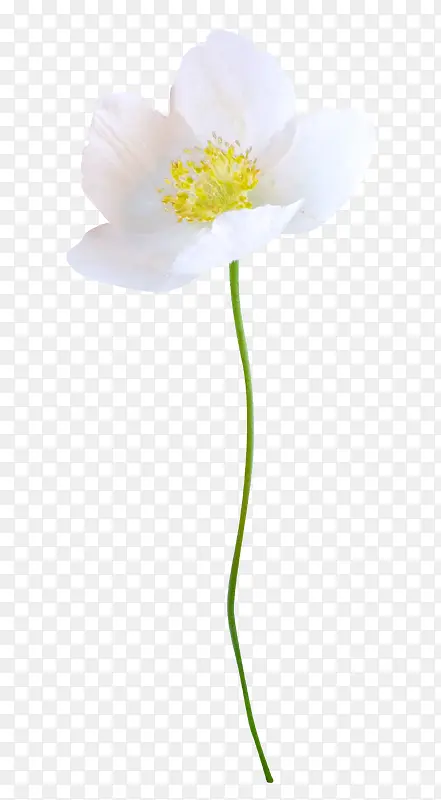 白色清新花卉