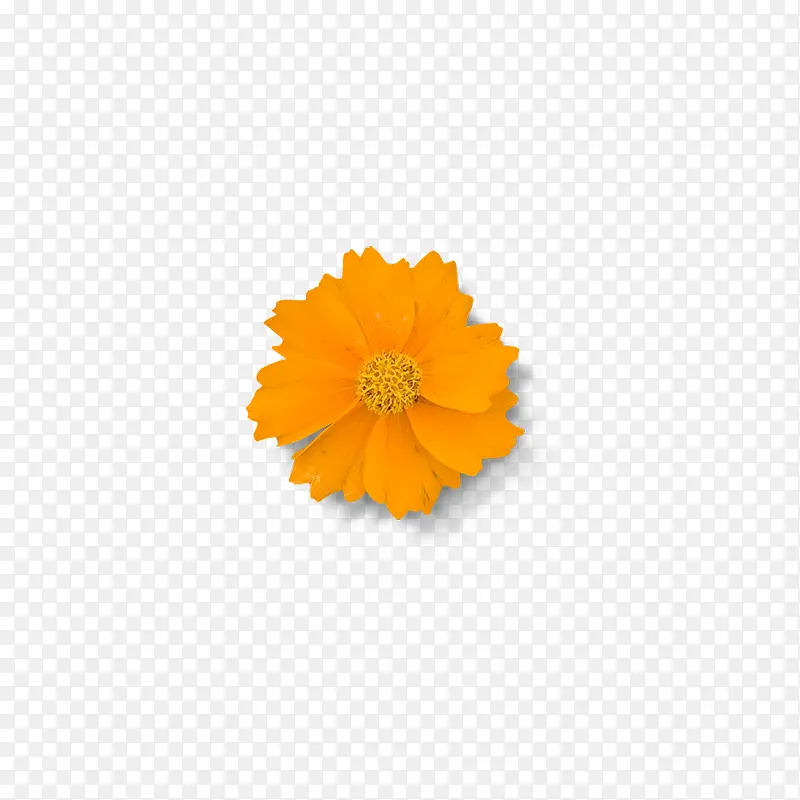 花的图片