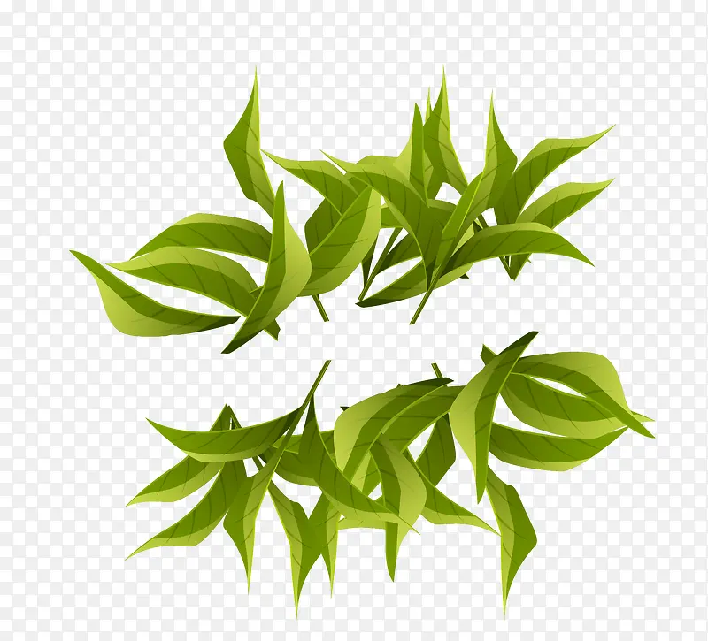 矢量鲜茶叶素材