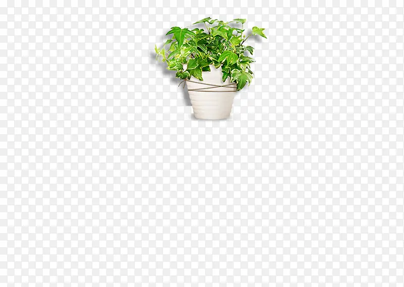 白色花盆植物，盆栽，办公室植物