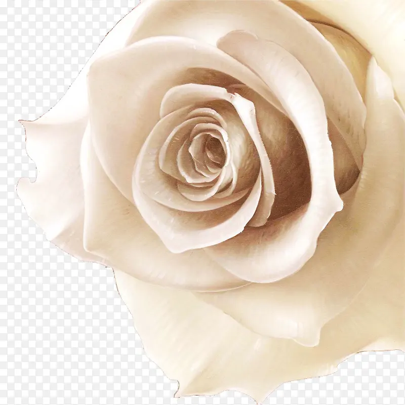 手绘油画白色刺玫瑰