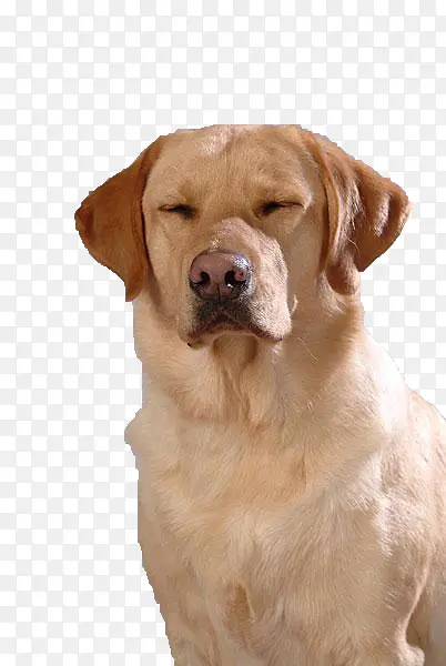 2017 拉布拉多 导盲犬