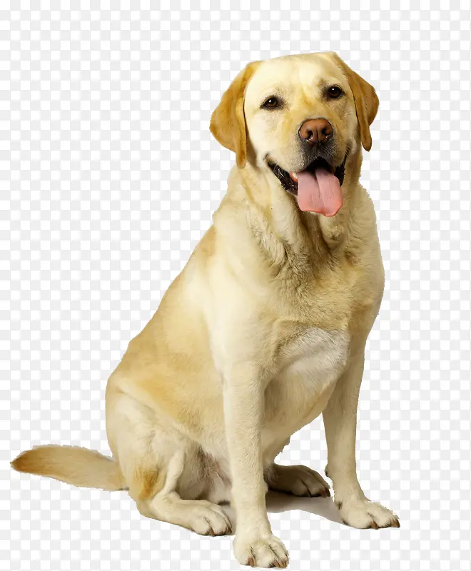 拉布拉多犬伸舌头