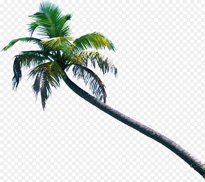 高清摄影海边沙滩椰子树