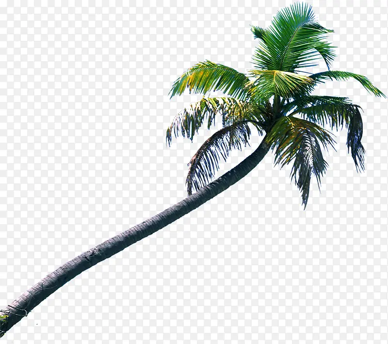 高清摄影绿色的椰子树