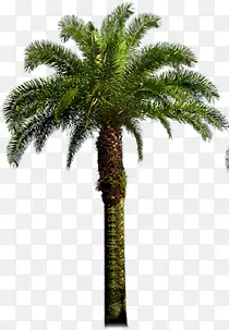 高清摄影海边的椰子树