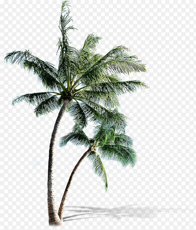 高清椰子树沙滩海边