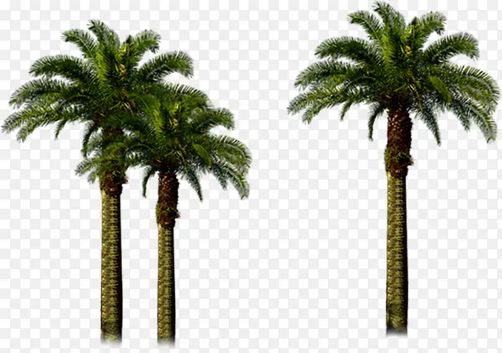 高清创意摄影效果图椰子树