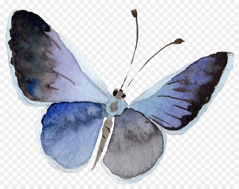 手绘水彩蓝色蝴蝶
