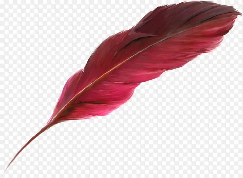 红色漂亮羽毛