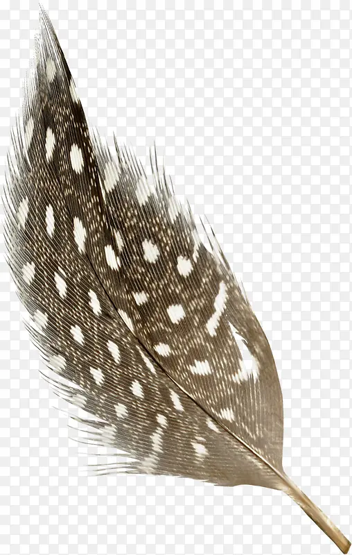 棕色花纹羽毛