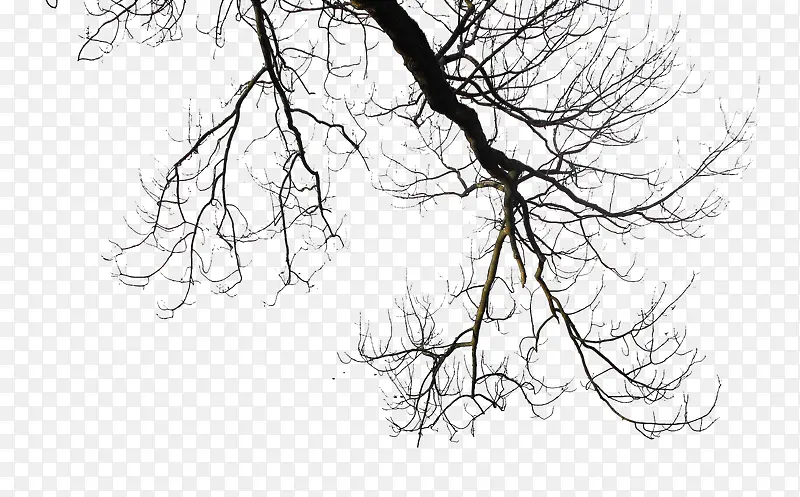 卡通手绘干枯的树枝