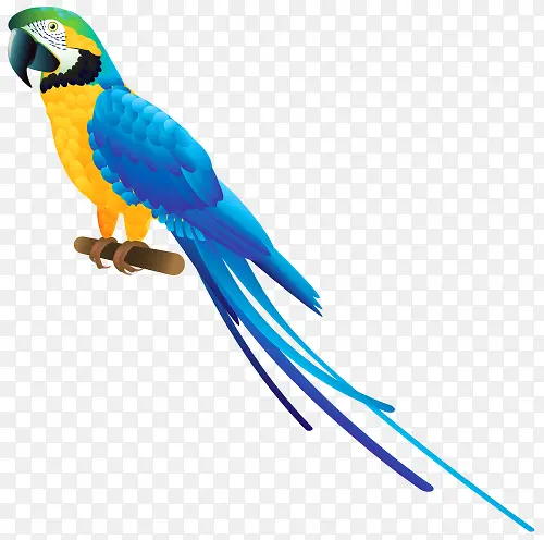 蓝色羽毛的鹦鹉