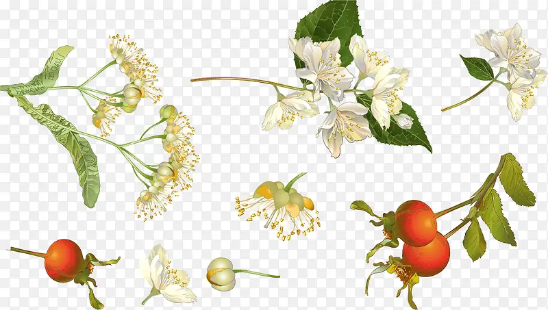 矢量手绘植物花朵